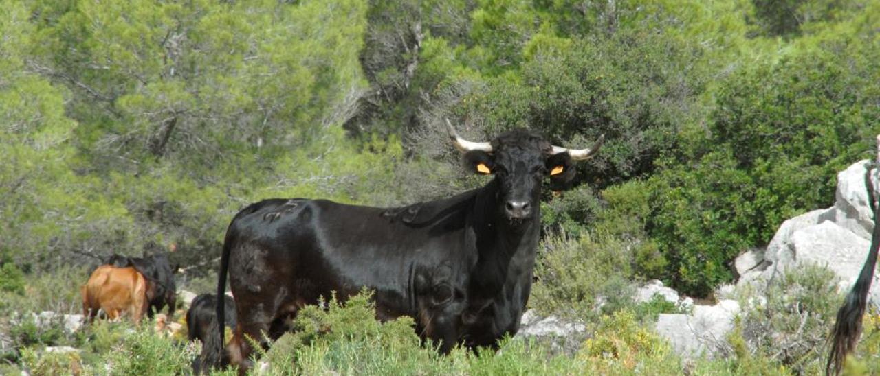 La Paloma: 20 años volando alto