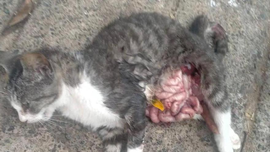 Perros cazadores masacran una colonia de gatos en Jinámar