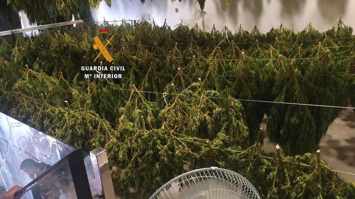 Una de las plantaciones de marihuana localizadas por la Guardia Civil.