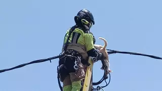 Bomberos de Tenerife rescatan a un gato atrapado en un poste de la luz