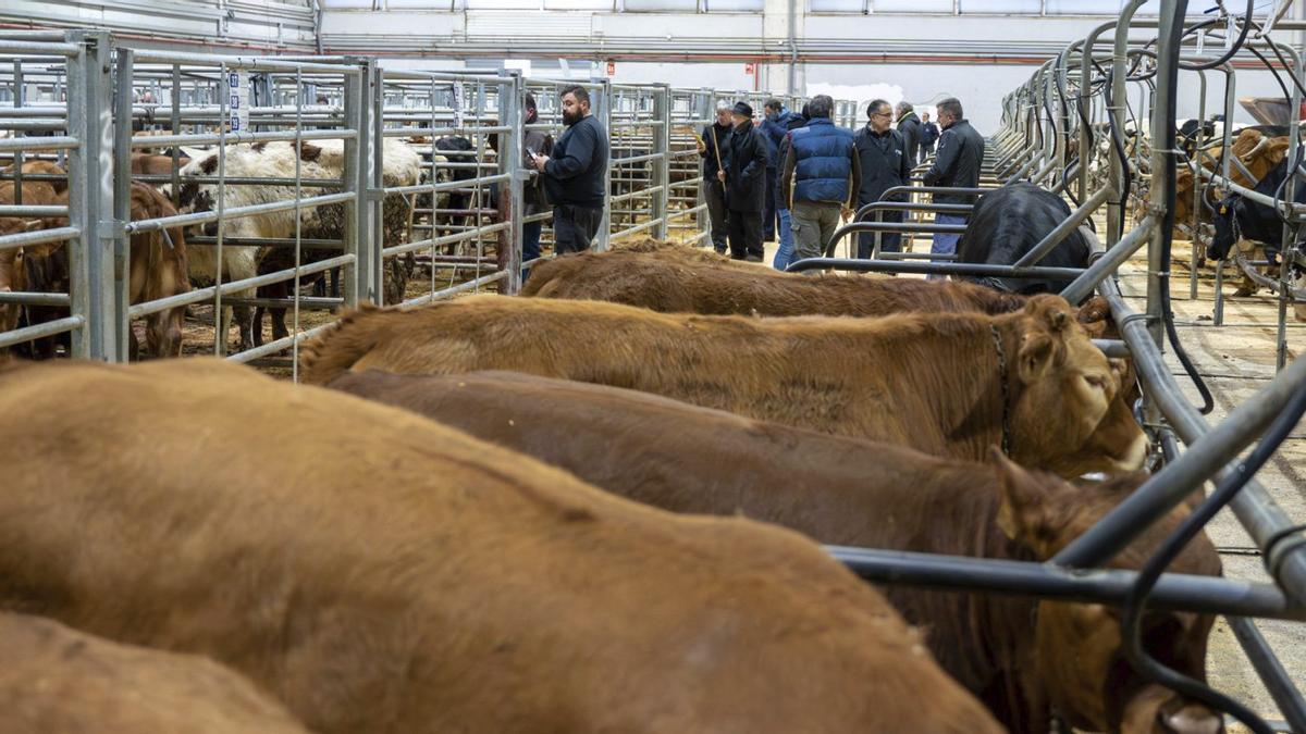 Varios compradores observan a los animales que acudieron ayer a la última puja del año.