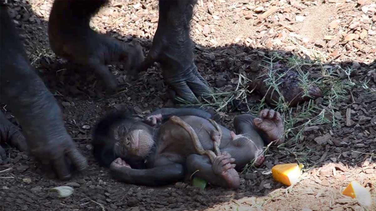 Nace en el BIOPARC de Valencia una cría de chimpancé ante el público