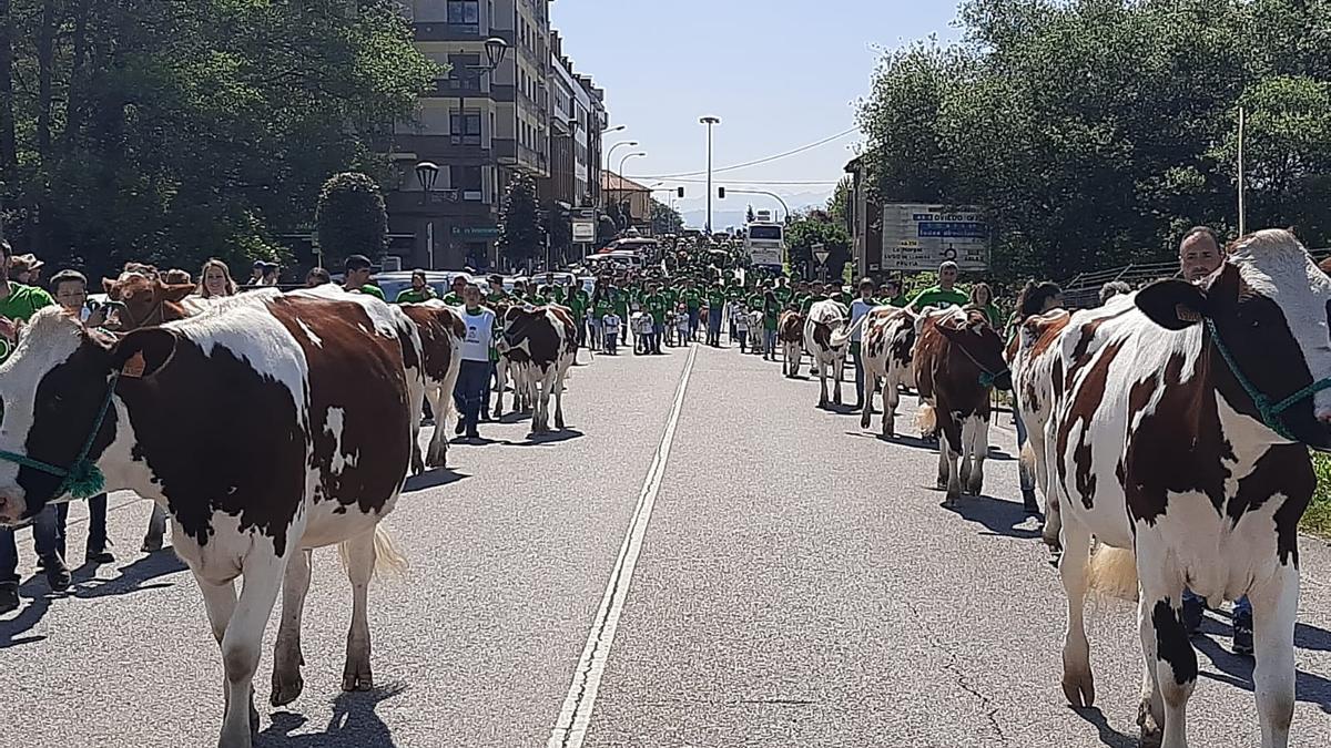 El desfile de ganado de la feria de San Isidro del año pasado