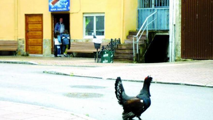 «Mansín», paseando frente al bar del pueblo de Tarna.