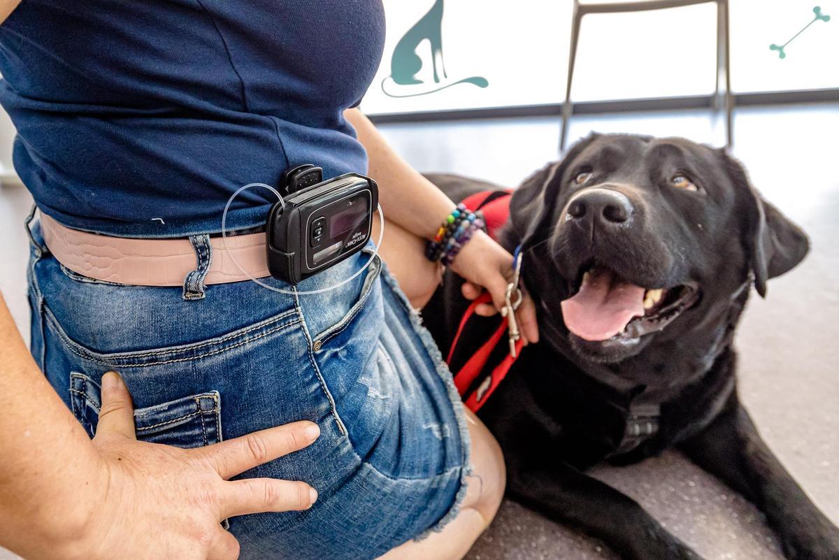 Perro asistente a personas con diabetes