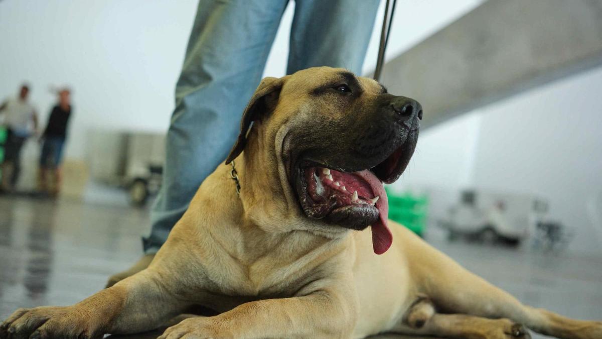 Un presa canario.