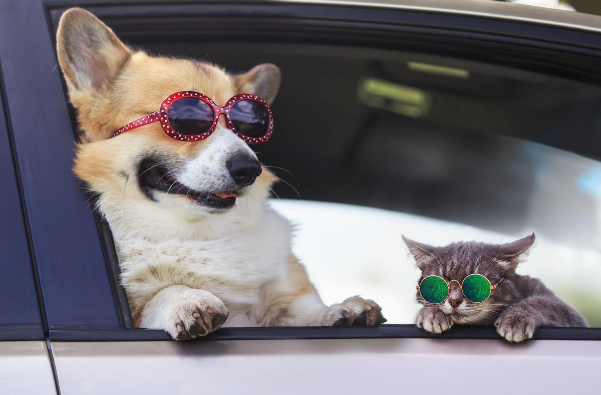 Un perro y un gato con gafas de sol.