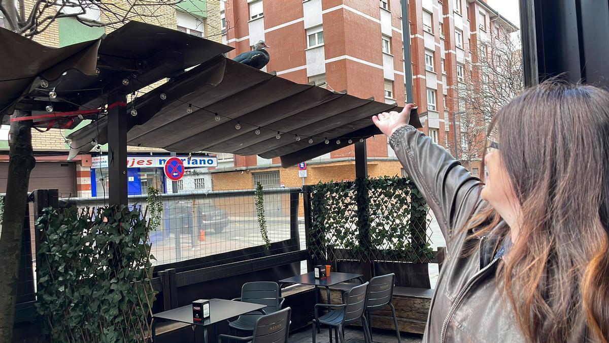 VÍDEO: Gran sorpresa en La Calzada, en Gijón, por un pato que “anidó” en una terraza