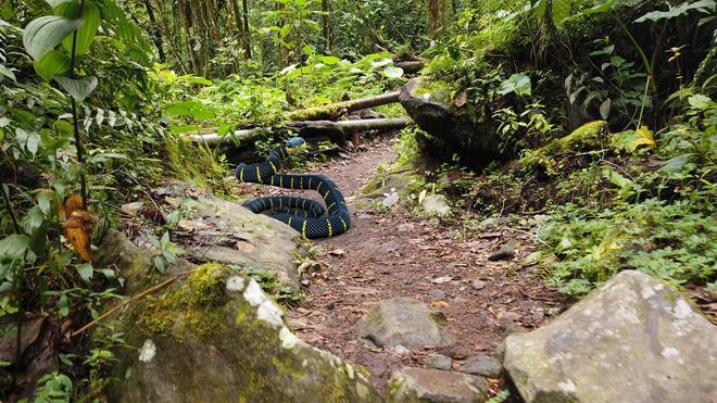 En la isla brasileña de las cobras hay que mirar bien dónde se pisa.