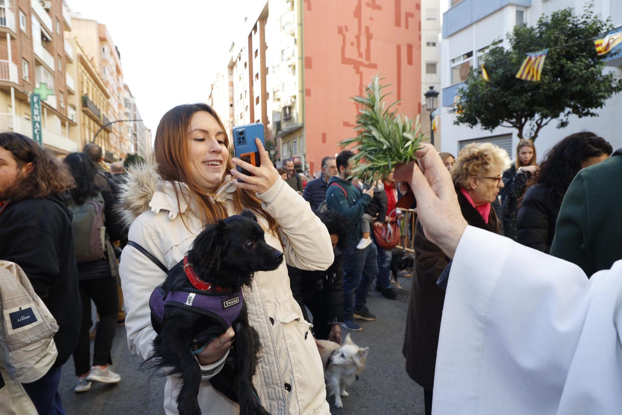 Búscate en la bendición de animales de Sant Antoni de València