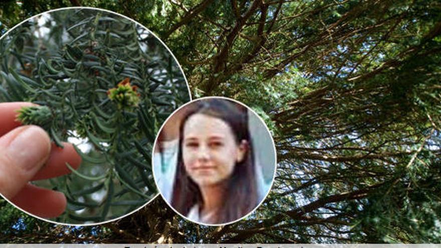 Muere una joven en Asturias por ingerir hojas de tejo