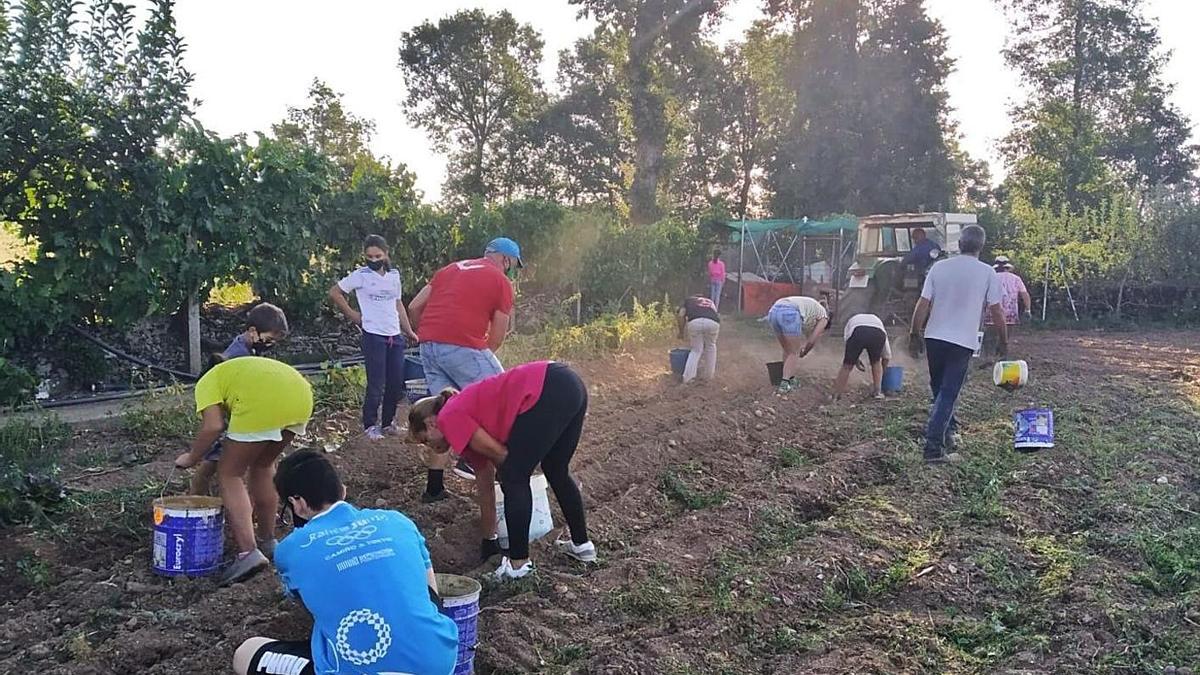 Una familia se afana en recoger las patatas crecidas en este año de pandemia en su huerta. | Chany Sebastián