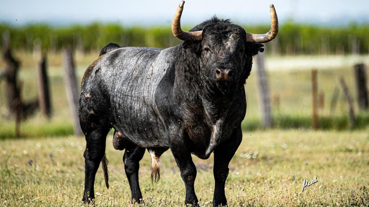 Imagen de 'Bellotito', el toro de Partido de Resina que exhibirá Onda en octubre en la Fira.