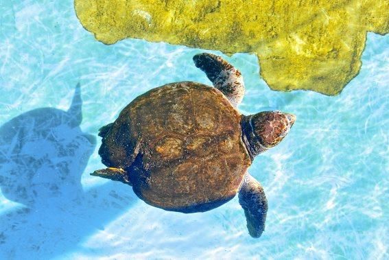 Schwer verletzt kam die Schildkröte zur Pflegestation im Palma Aquarium. Knapp ein Jahr später steht sie kurz vor der Freilassung.