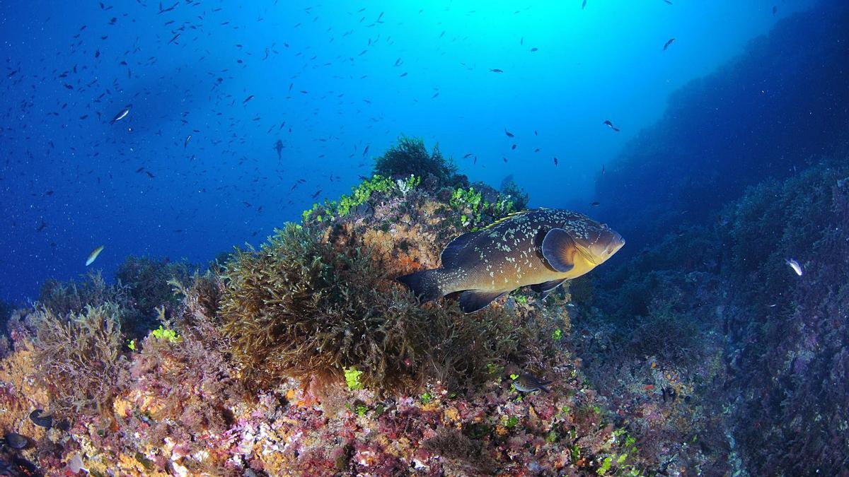 Un mero, fotografiado en la reserva marina de Cabo de Palos-Islas Hormigas.