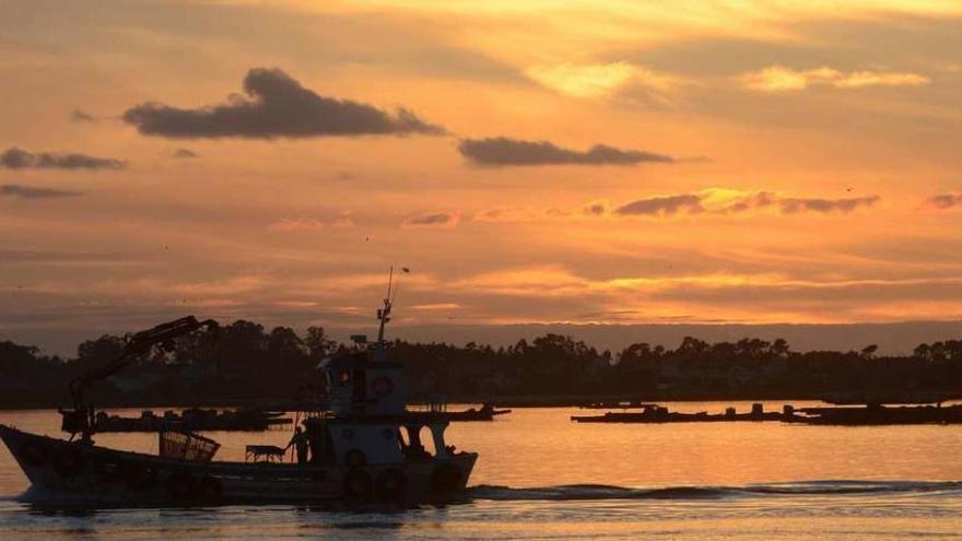 Un barco auxiliar de acuicultura a su regreso a puerto, en Vilanova de Arousa, tras una jornada de trabajo en las bateas. // Noé Parga