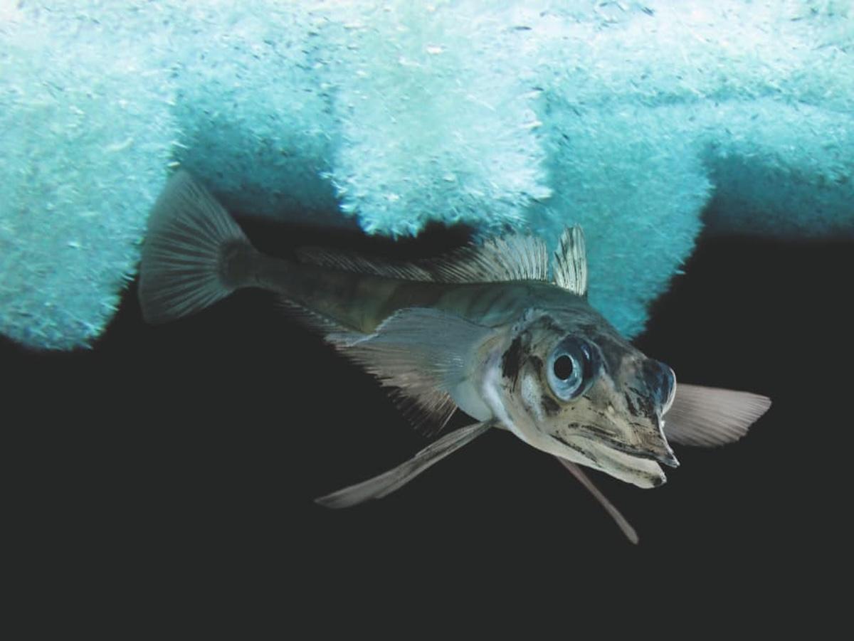 Ejemplar de pez hielo.
