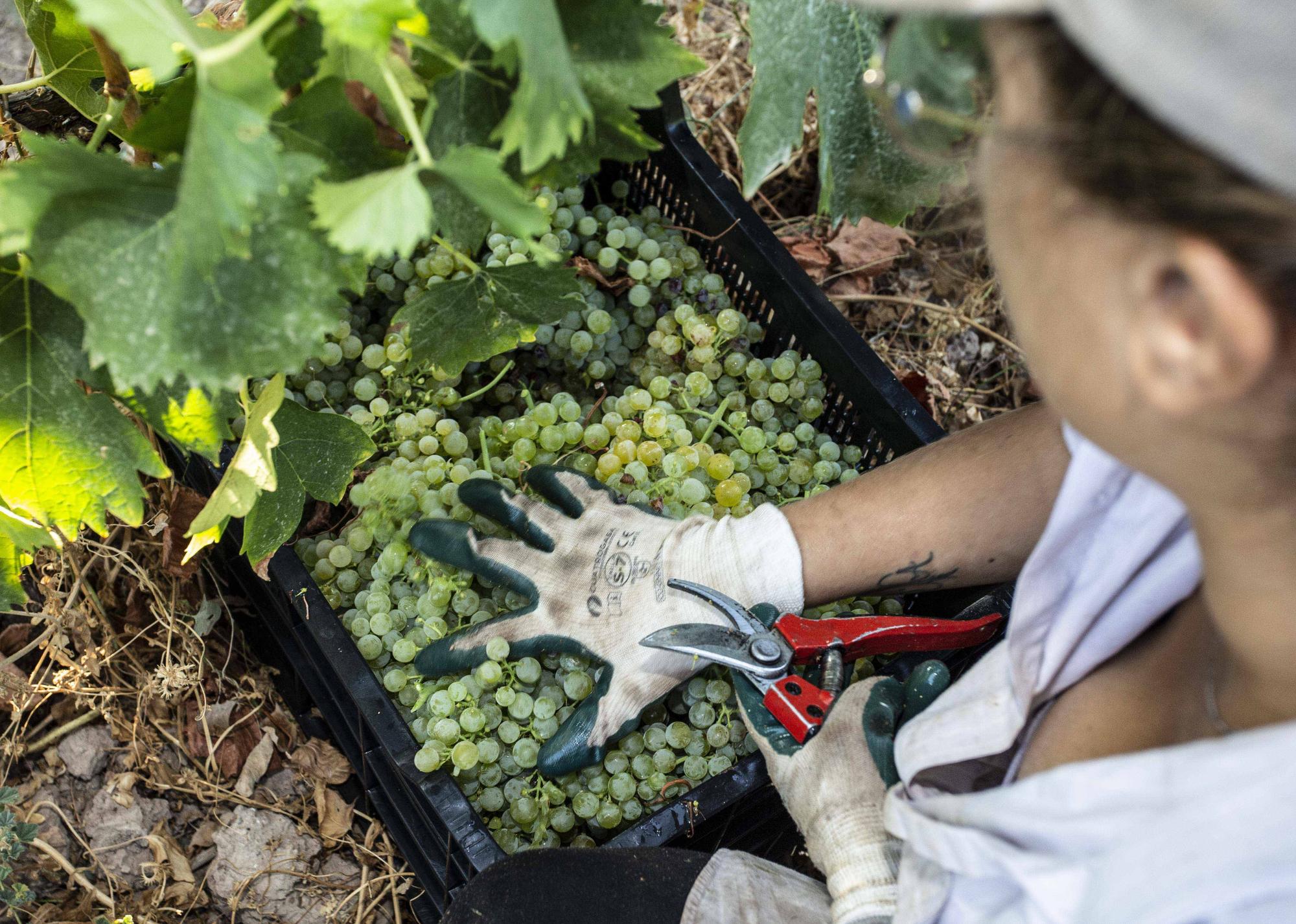 La campaña más precoz del vino alicantino dejará 1,4 millones de litros menos de producción