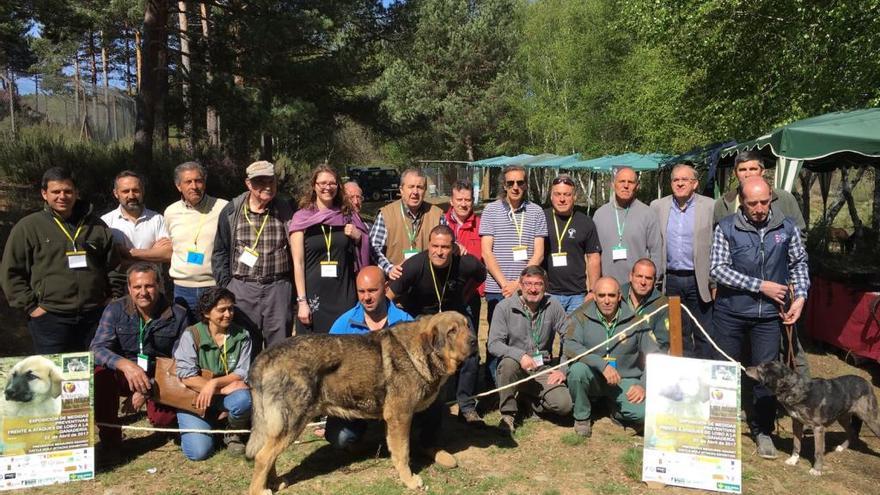 Participantes en el congreso de Robledo avistan tres ejemplares de lobos