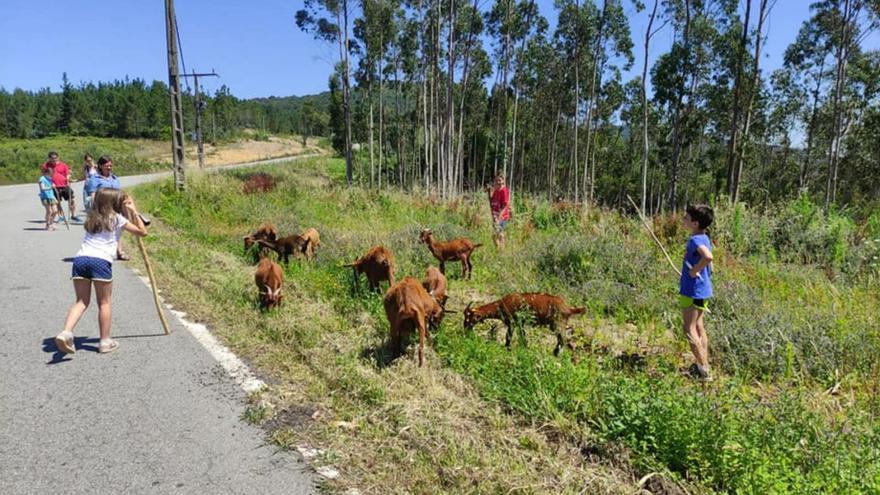 Escolares de Rianxo cuidando cabras en el proyecto Máis ca leña, que apoya el Laboratorio Ecosocial  / cedida
