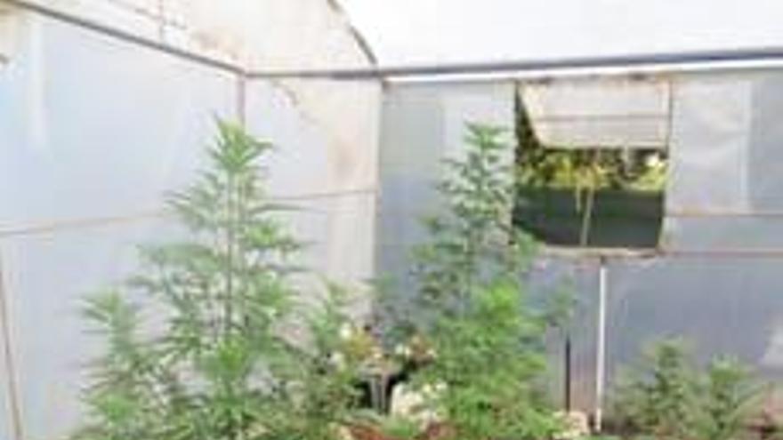 Detenida en Oleiros por cultivar marihuana en un invernadero