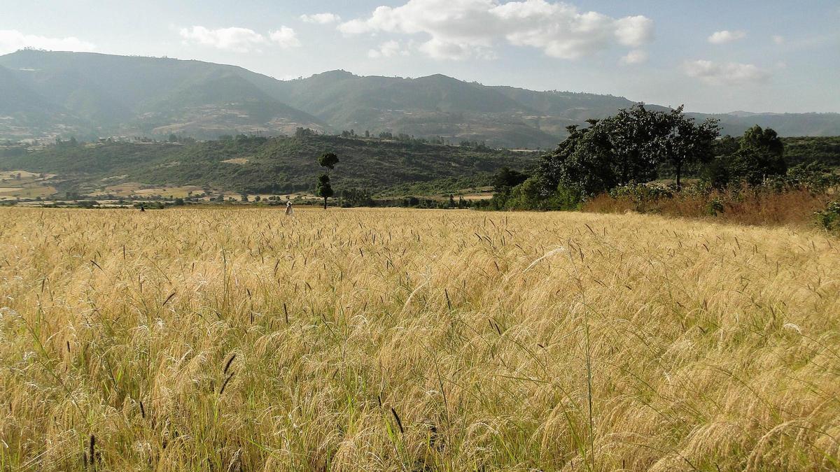 Imagen de archivo de un campo.