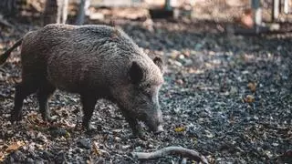 Más control sobre la caza del jabalí en la Región con permisos obligatorios