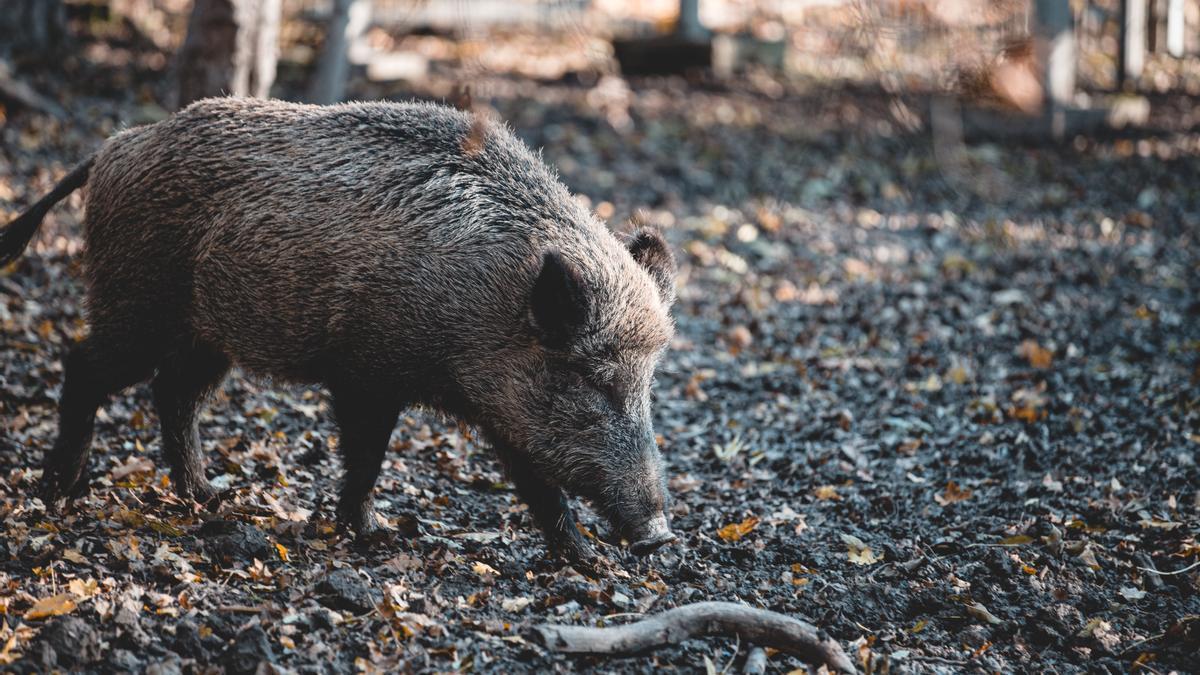 Para controlar la especie sería necesario eliminar el 66% de la población en Murcia.