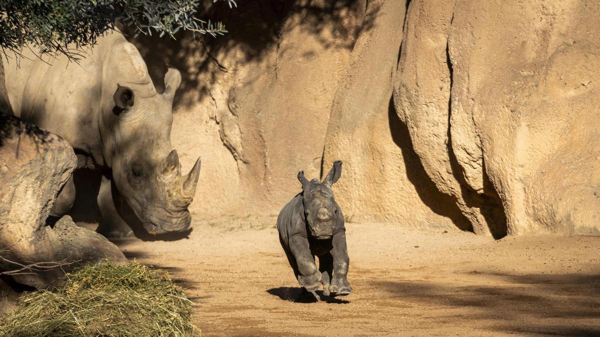 El bebé rinoceronte comienza a reconocer la zona exterior y BIOPARC Valencia invita a elegir su nombre.