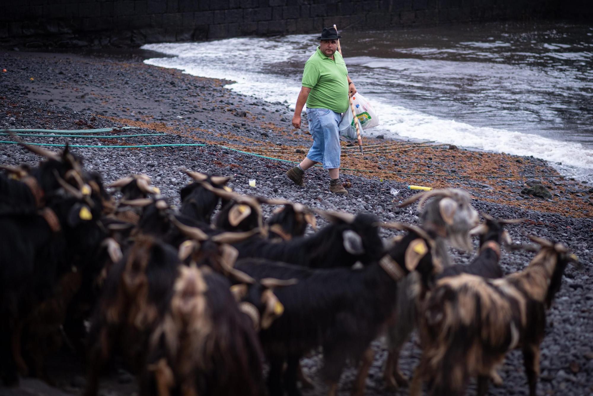 Así transcurrió el baño de las cabras en el Puerto de la Cruz