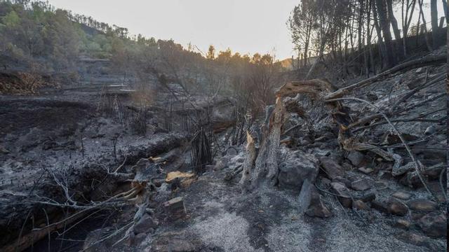 Los grandes incendios se reproducen hasta 4 veces en zonas ya repobladas | FOTOS DE EDUARDO RIPOLL Y CEAM