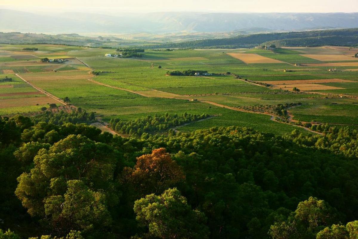La Comunitat Valenciana cuenta con más de 60.000 hectáreas dedicadas al cultivo de la vid.