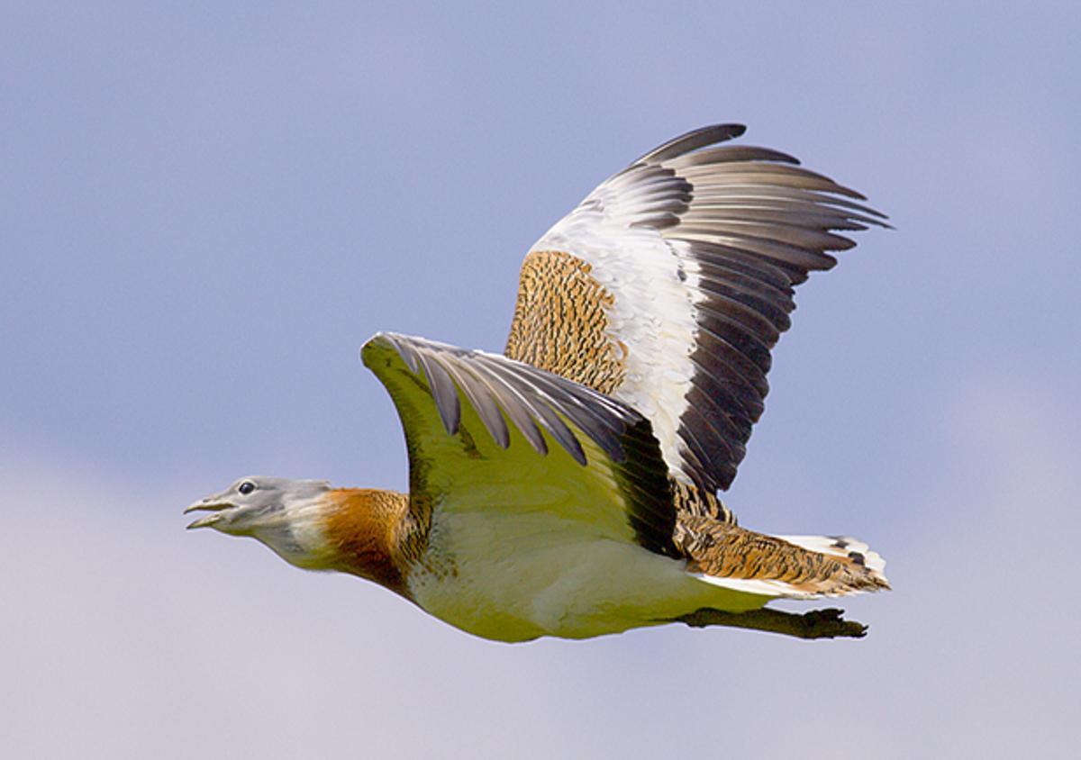 Avutarda en vuelo