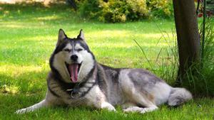 Estos son los impactos ecológicos de un perro