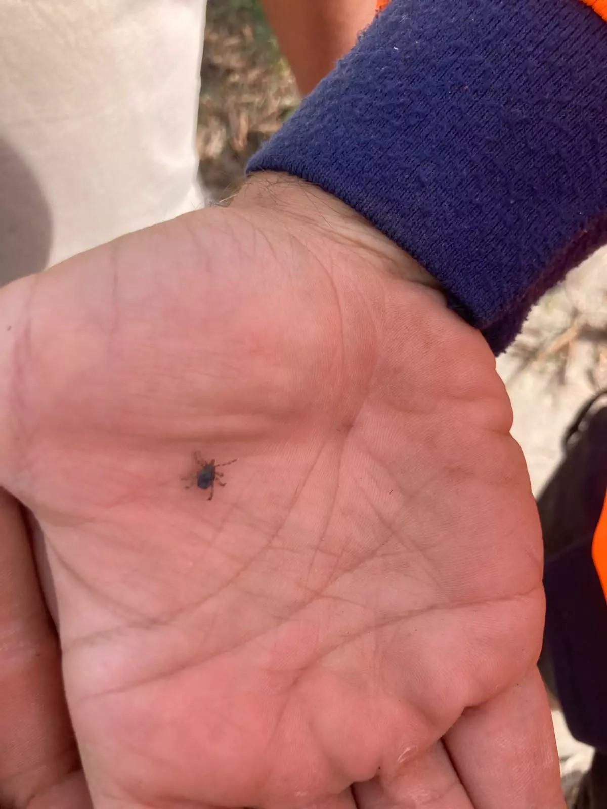 Imagen de archivo de una garrapata en la mano de un labrador de Turís.