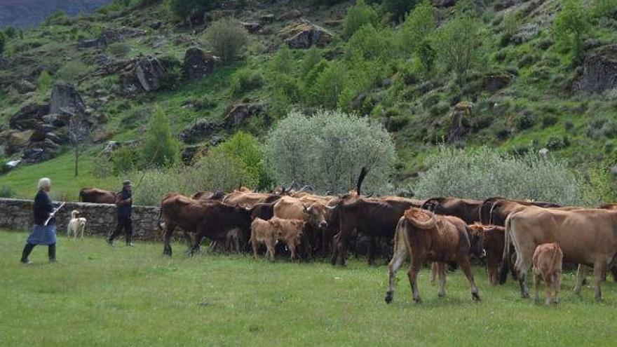 Ganaderos de Porto manejan el ganado en el ferial de la villa y, a la derecha, desarrollo de la reivindicación de la mejora de la carretera que enlaza con el resto de la península ibérica.