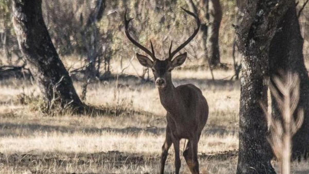 Un ejemplar de ciervo, en el Parque Nacional de Monfragüe.