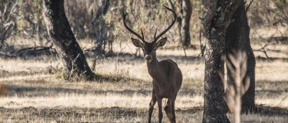Un ejemplar de ciervo, en el Parque Nacional de Monfragüe.