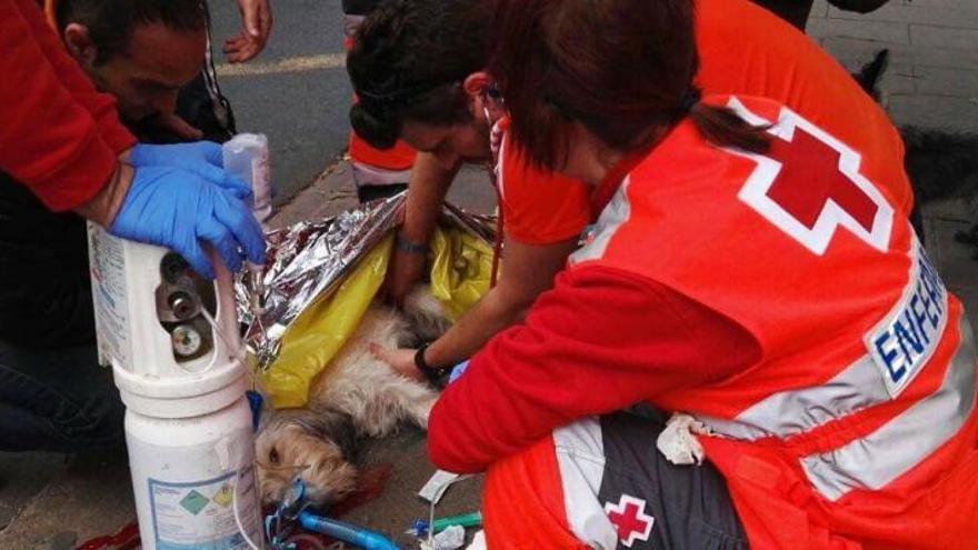 Cruz Roja atiende a una perrita atropellada en Valencia