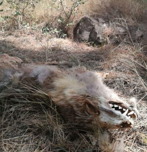 Una guineu amb molt bones dents al Collbaix