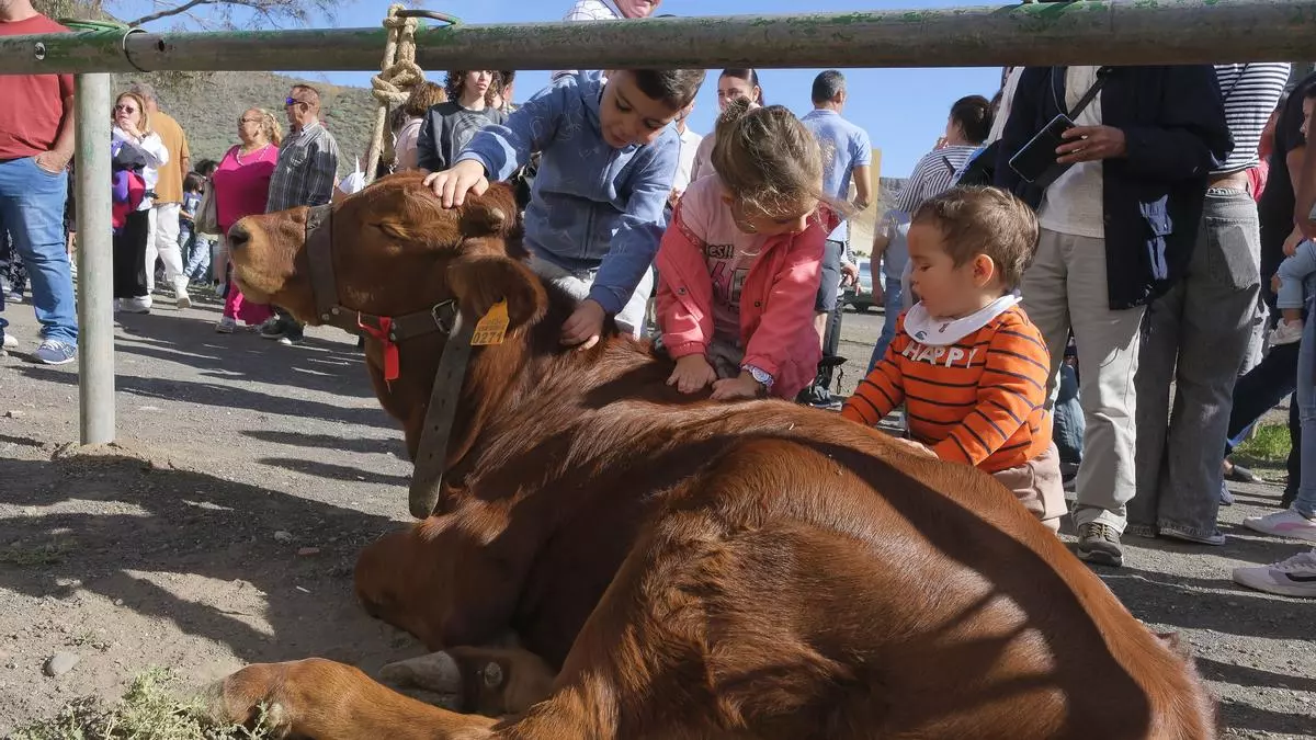 Telde celebra el reconocimiento de la Fiesta de la Inmaculada y la Caña Dulce de Jinámar como de Interés Turístico de Canarias