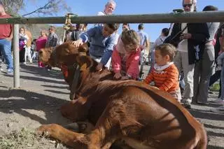 Fiesta de la caña dulce
