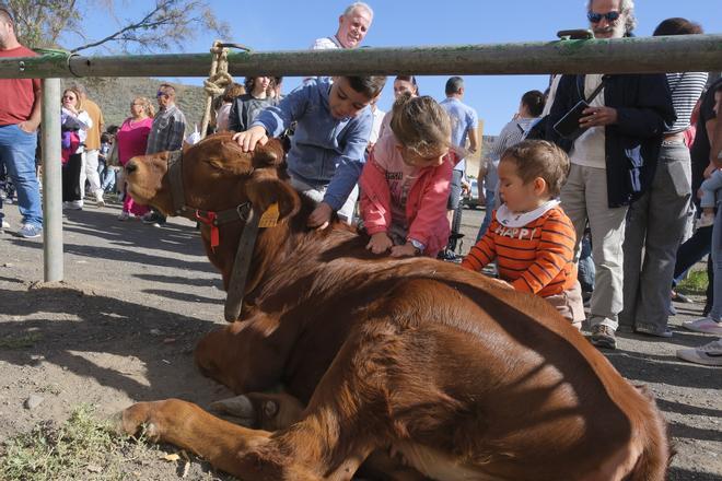 Fiesta de la caña dulce