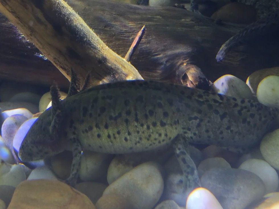 Las instalaciones del Acuario O Grove, en Punta Moreiras.