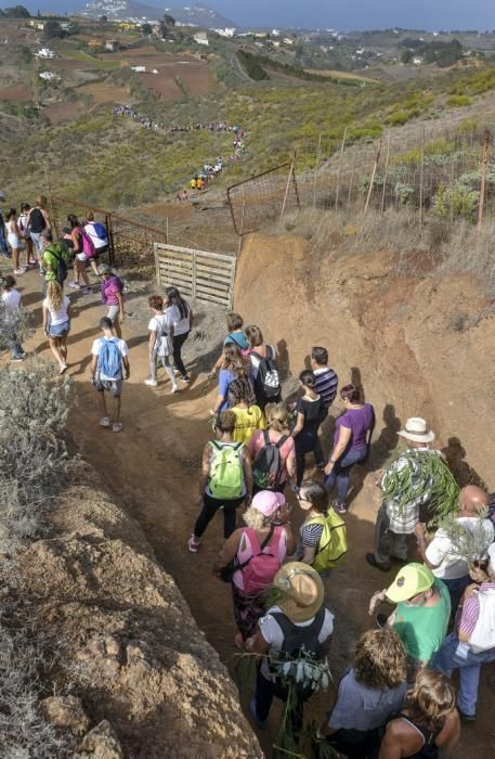 16/09/2017 STA. MARÍA DE GUÍA .Bajada 2017 de La Rama de Las Marías , desde Montaña Alta. FOTO: J.PÉREZ CURBELO