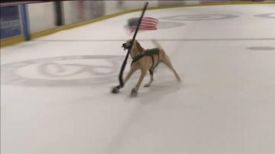 Un perro se convierte en una estrella del patinaje sobre hielo en Las Vegas