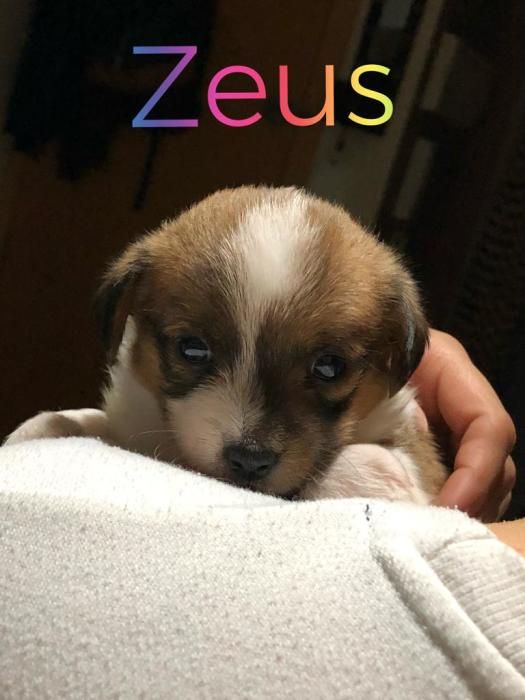 Zeus