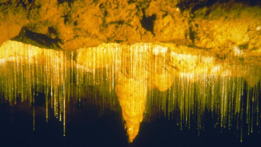 Cueva de las luciérnagas en Nueva Zelanda.