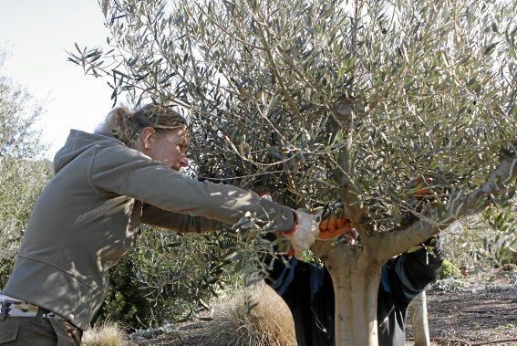 Gartenarchitektin Andi Lechte und Baumexperte Ramón Galmés: Im Februar ist ein Schnitt der "olivos" angesagt. Dies beugt Krankheiten und Schädlingsbefall vor, fördert die Fruchtbildung und erleichtert obendrein die Ernte.