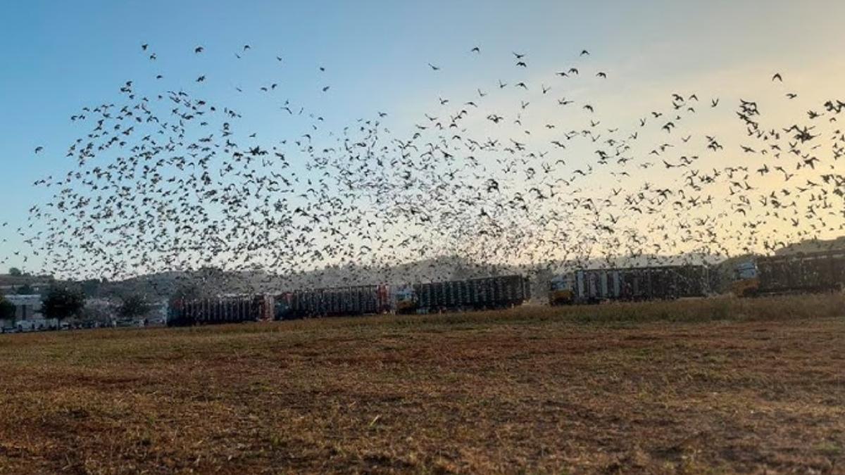 Vilanova del Vallès serà part destacada del calendari columbòfil